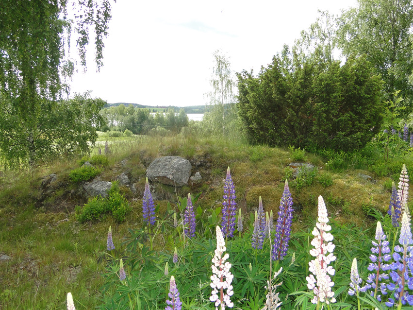 Gravhög norr om Funstasjön med lila och vita lupiner omgiven av träd och buskar.