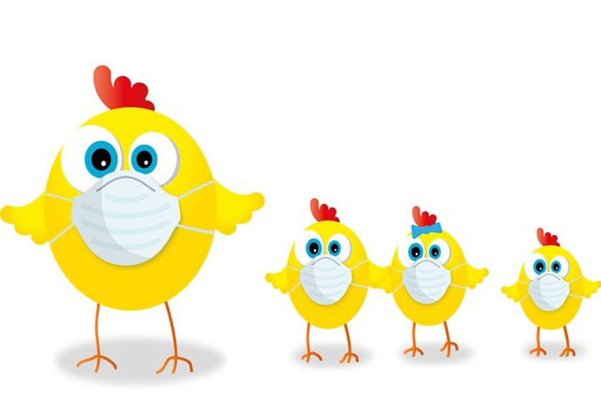 Illustration med fyra gula kycklingar som har en röd kam på huvudet. En stor och tre små.