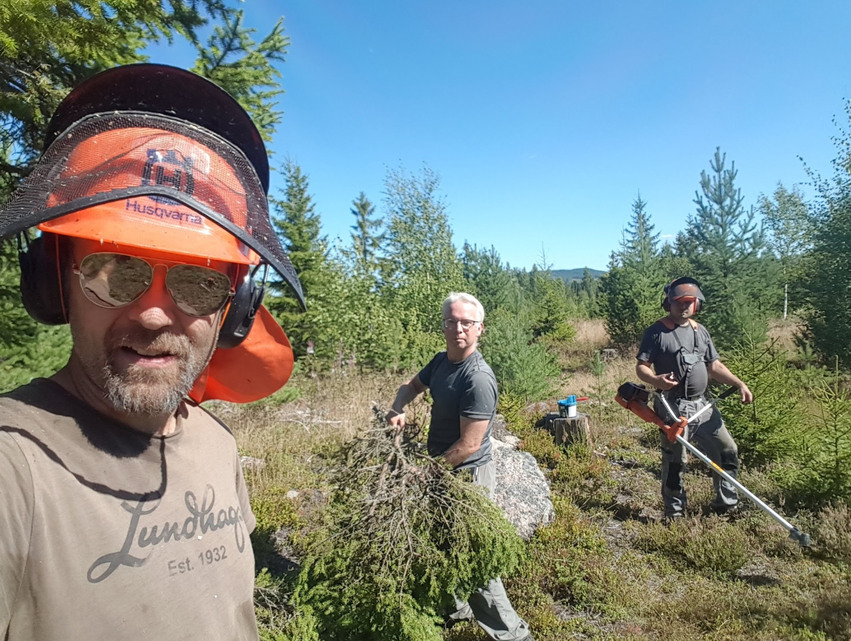 Tre män som vårdar skogen en varm sommardag.