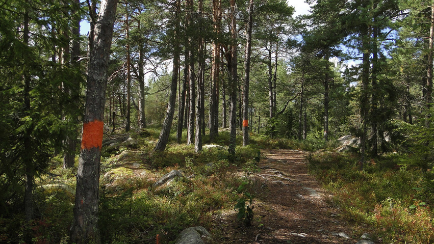 En bred stig leder genom skogen på Galgberget. Det ligger några stenar på och bredvid stigen och några trädstammar är märkta med röd färg.