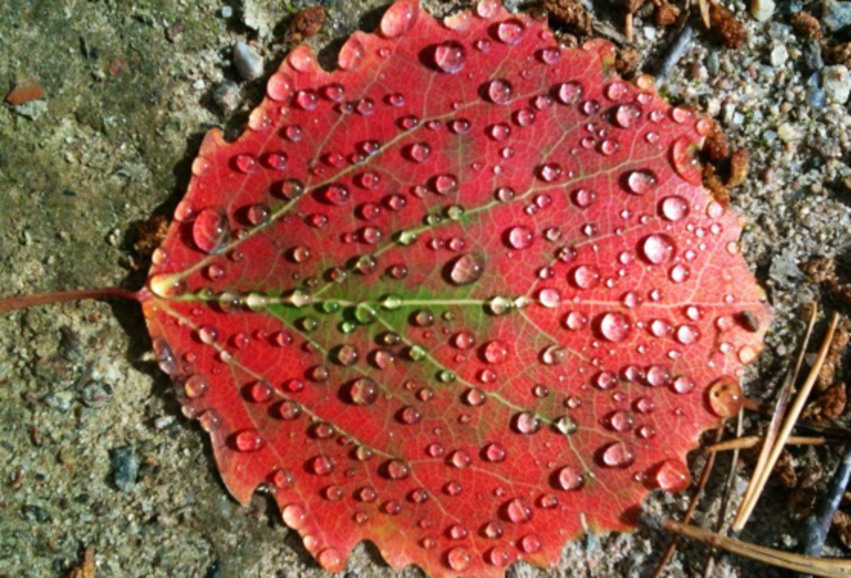 Bild på ett löv.