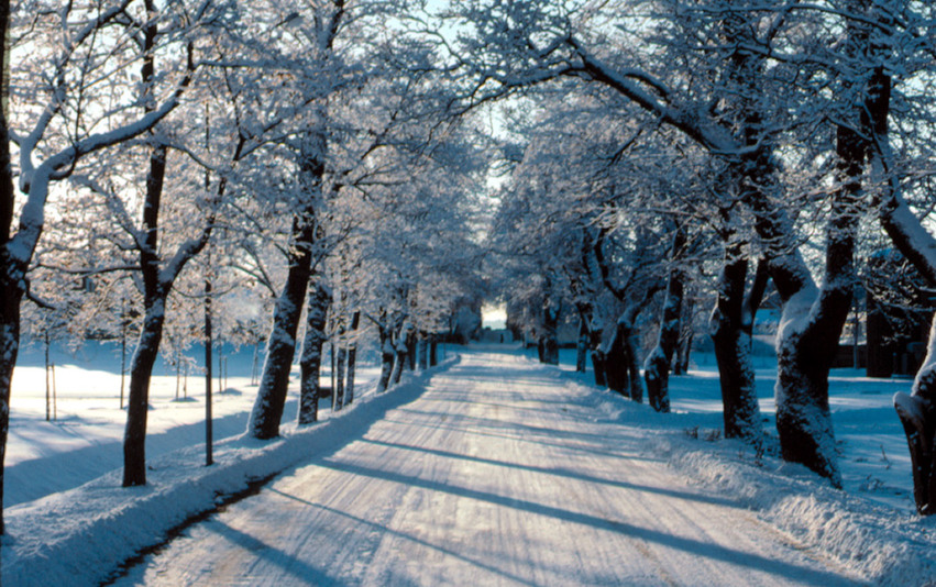Vinterallé med snö på trädgrenarna och på vägen.