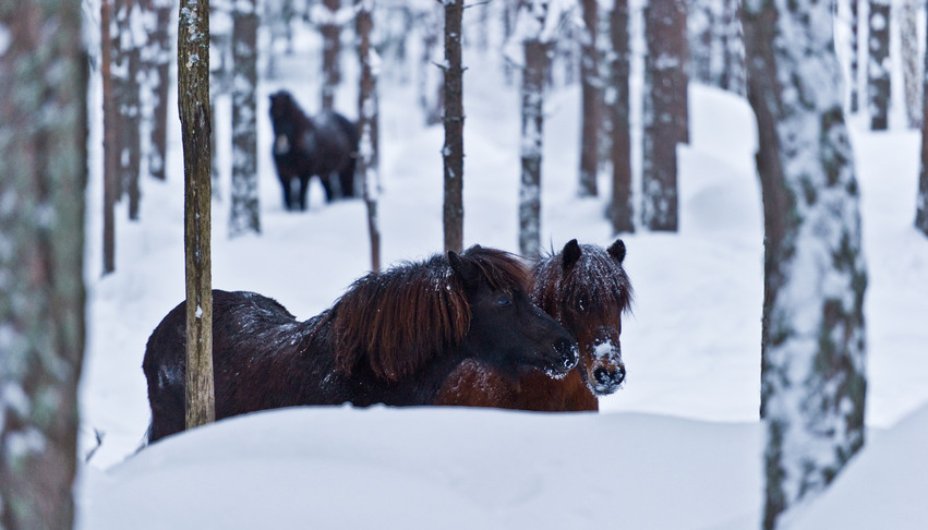 Tre hästar i en snöig skog.