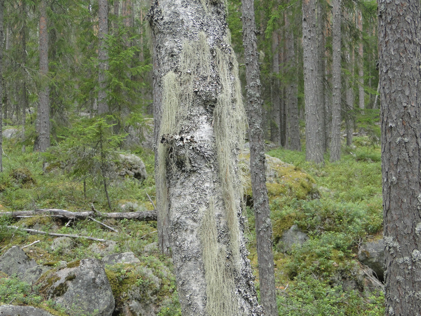 Gammal skog. Närbild på en gammal trädstam bland grönt ris, stenar och andra träd.