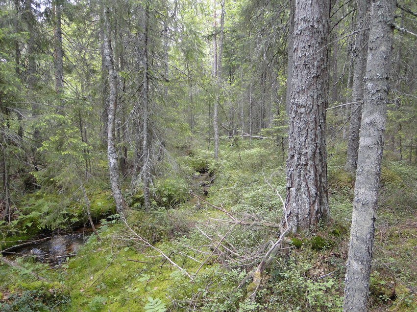 En liten bäck som rinner genom ett gammalt granskogsområde.