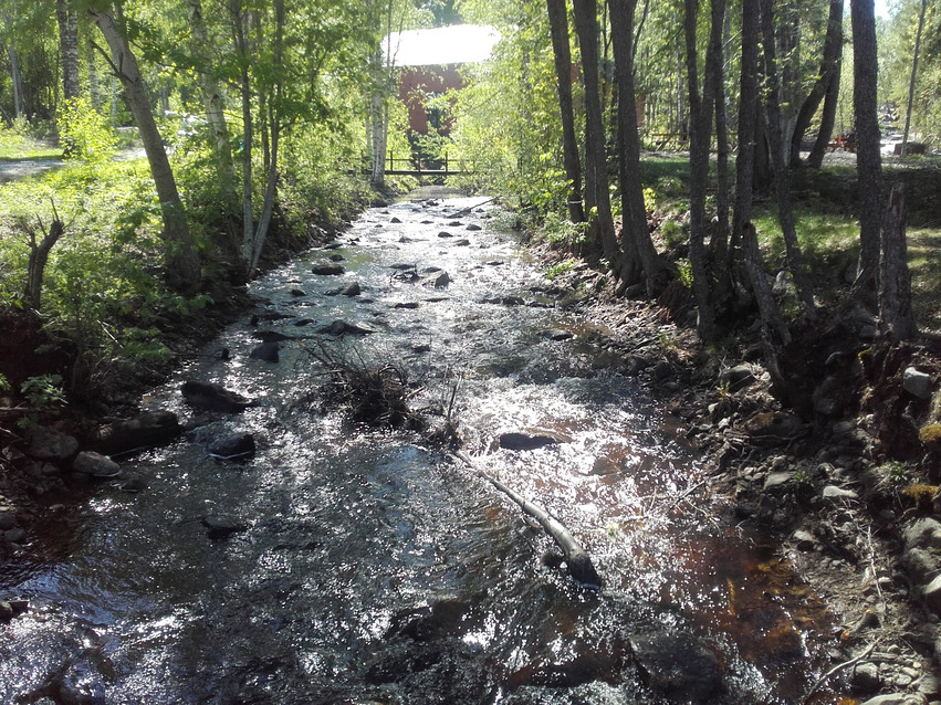 Sofieholmforsens naturreservat. Vattnet forsar fram runt stenar i en trädallé en solig dag.